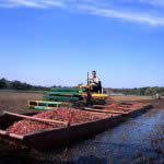 Cranberry-Ernte