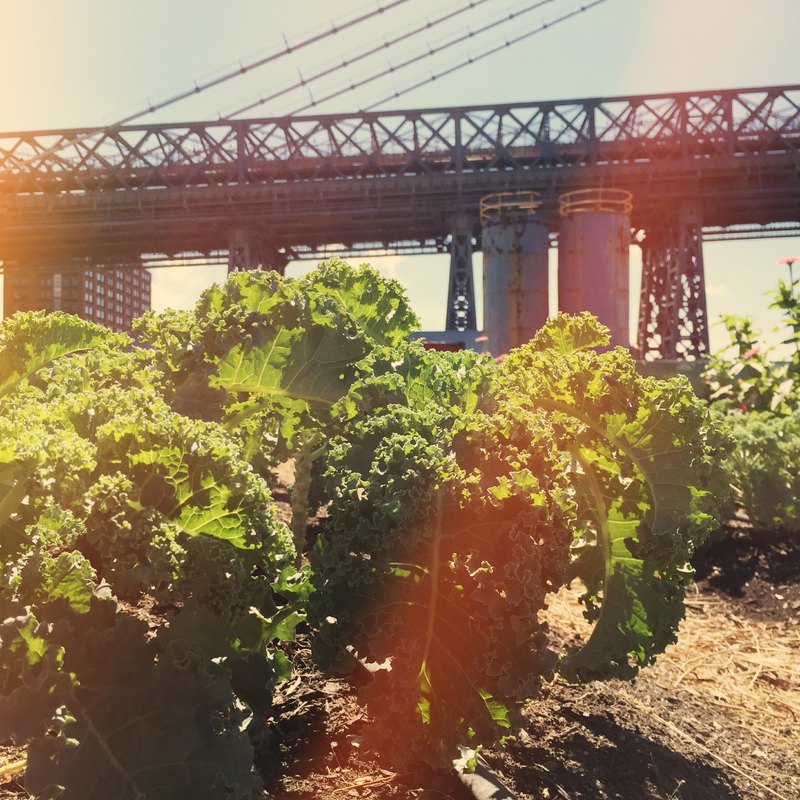 Gruenkohl unter der Williamsburg Bridge