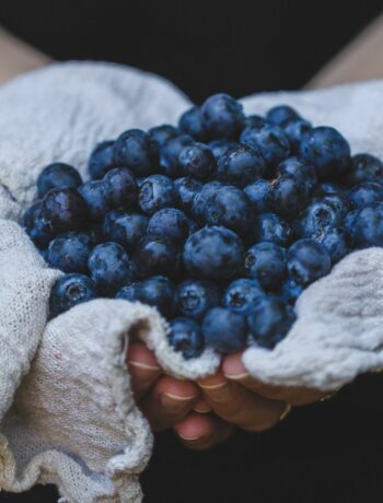 Die besten Blaubeer Rezepte aus den USA